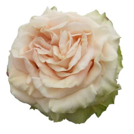 Rose Pearl Finesse 50cm toscan