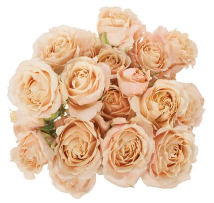 RoseSpray Bali fresca