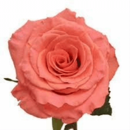 Rose Superstition 80cm Rprima - R SUP 80 RP