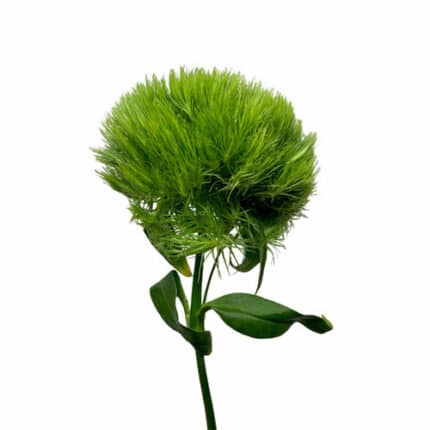 Dianthus Green Wicky continent