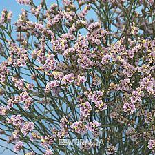 Limonium Pink trilogy