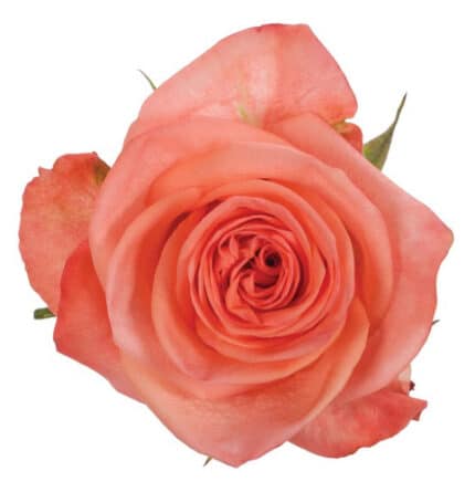 Rose Satisfaction 50cm wely