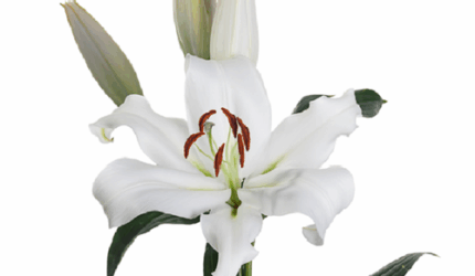 Lily Zambesi fresca 3/5bl