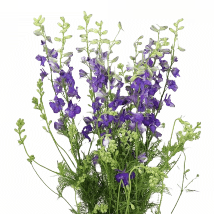 Larkspur Purple trilogy