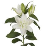 Lily Dbl Diantha holex white