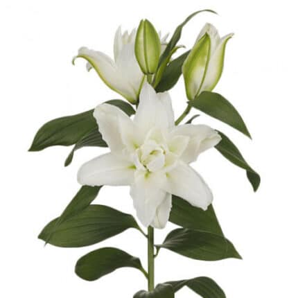 Lily Dbl Diantha holex white