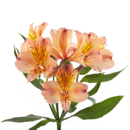 Alstro Peach bmark supsel - ALS PEACH BMAR SS