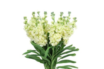 Stock Cream misty