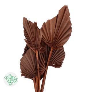 Dried Palm Spears Mahogany hol