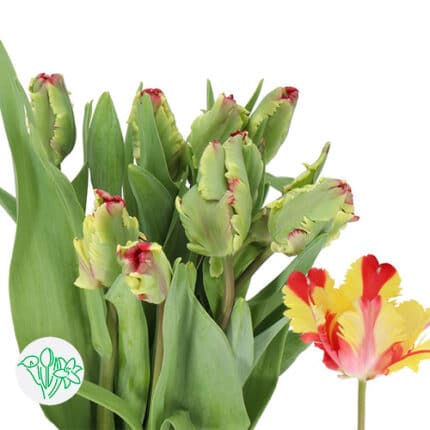 Tulip Flamingo Parrot holl