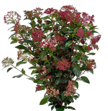 Vibernum Tinus israel.
