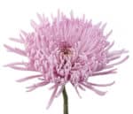 Mum Delistar Lavender fresca - Image 2