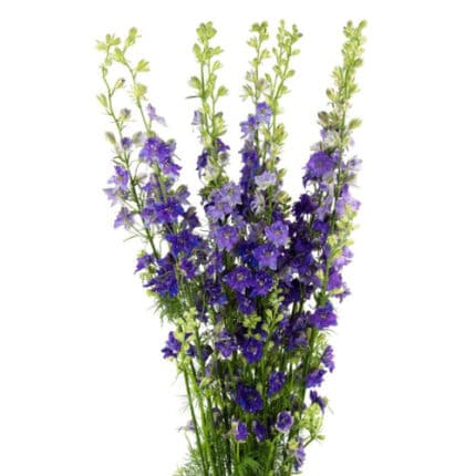 Larkspur Purple tutuli