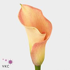 Callas Capt rosette holl