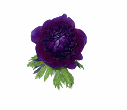 Anemone Fullstar Purple rprima