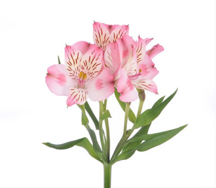 Alstro. Coco mia(pink)