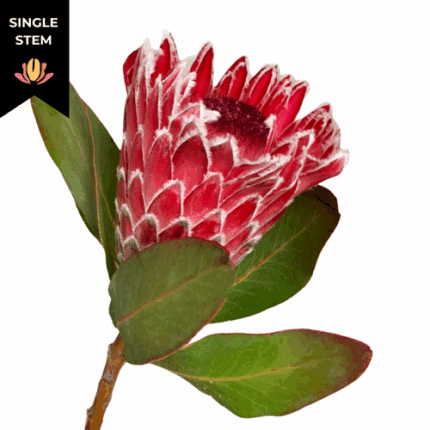 Protea Andrea (st) mellano