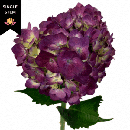 Hydrangea Purple premium(STEM)
