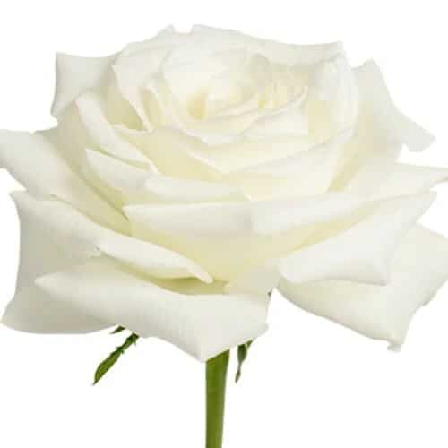 2c5cca36-5806-450b-ad4b-17d557405b97.jpg Rose Snowy Jewel 40cm rfi - Image 1