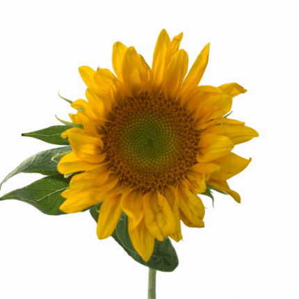 Sunflower Sunrich Gold Sel. 10