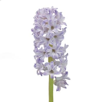 Hyacinth CityOfBradford Holland