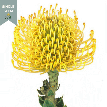 Pins Yellow bella(st)