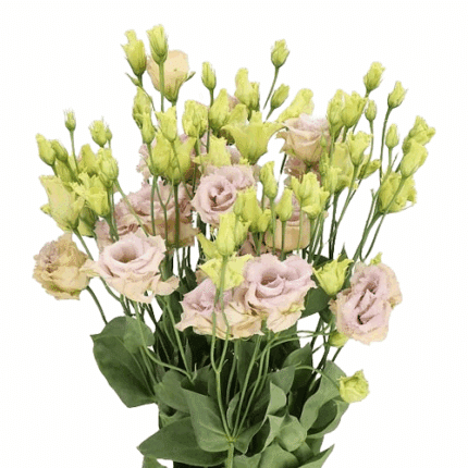 Lisianthus Dbl Blue Chateau is