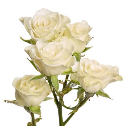 RoseSpray Cream Majolika sunrite