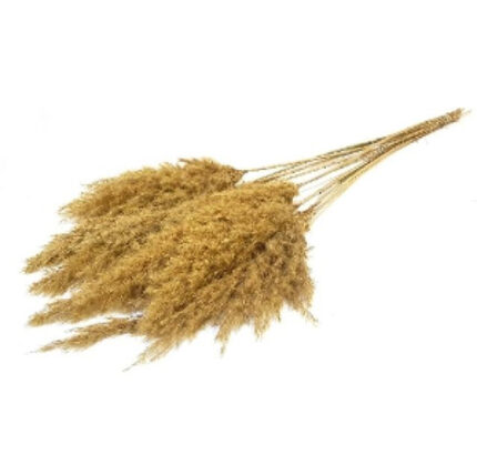 Dried Cortaderia Yellow holl