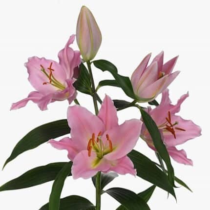 Lily Ovada holl