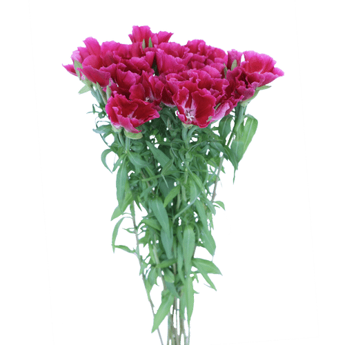 2c8e99c6-f1ab-4288-b4b1-53357b7a9acf.png Godetia HotPk esmeralda supx - Image 1