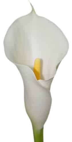 Callas Mini White canada