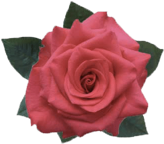 Rose Vi Pink 60cm florecal