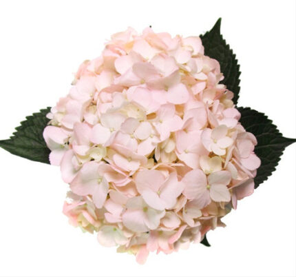 Hydrangea Pink Bridal galleria