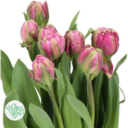 Tulip French Fushia holl