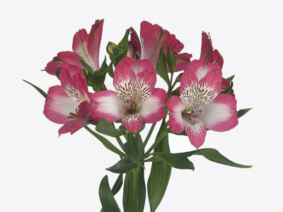 Alstro. Leone gdn supsel pink