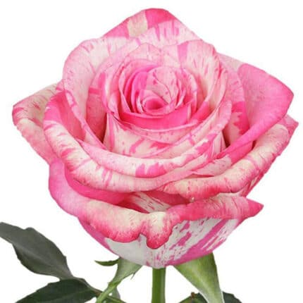 Rose Magic Times 50cm much