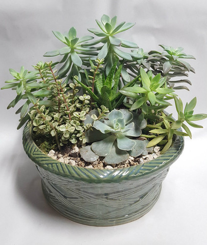 12" POTTED SUCCELENT GDN.