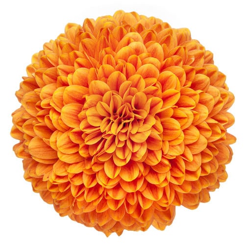 2cdf76db-0ad0-4ad5-a3d9-9069eca031ae.jpg Mum Disbud Chivas Org fresca - Image 1