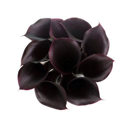 Calla Schwarzwalder Black rfi