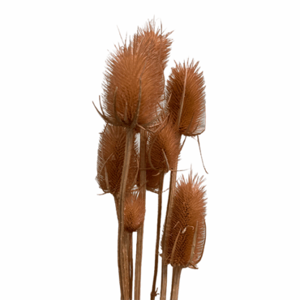 Cardo Palustre Salmon holl