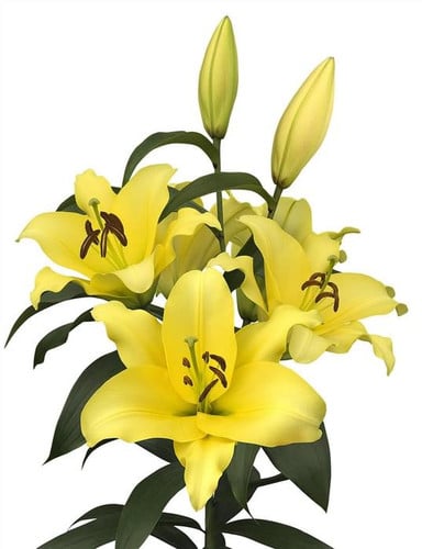 Lily Outback gdns