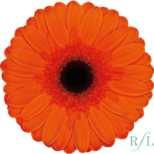 2cf7836e-0228-47f6-9bfd-90acd0970c69.png Gerber Prestige can. - Image 1