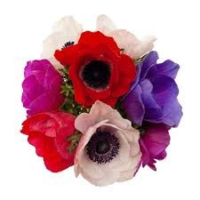 Anemone Asst(10case)rprima