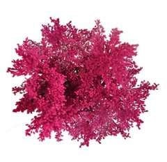 Solidago Tinted Hot Pink garde
