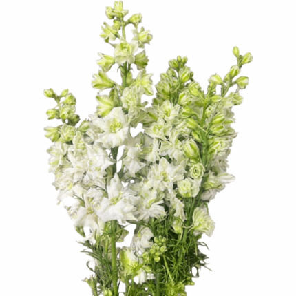 Larkspur White 70cm rio