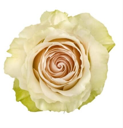 Rose Cava 40cm rprima