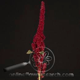 Amaranthus upr red cramer