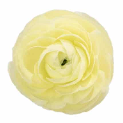 Ranunculus Cloni Creamy rio su