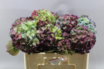 Hydrangea Magical Adora holl stem